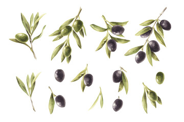Watercolor set illustration olive branch with olives isolated on a transparent background.
