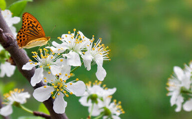 Flowers plum tree with orange butterflies in spring time in garden on natural green background blur