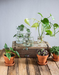 Auswahl verschiedener Zimmerpflanzen im Blumentopf, Sukkulente und Efeutute cutting in Glasvase