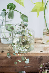Ceropegia Woodii Zimmerpflanze vermehren, String of Hearts Ableger, Leuchterblume
