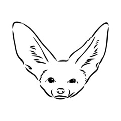 Vector illustration of a young fennec fox walking. fox fenek vector sketch