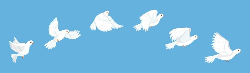 Flying bird animation. White pigeon flapping wings sequence, stop motion storyboard, peaceful dove flight stages, cycle loop, city fauna, hope and love sign, vector isolated concept