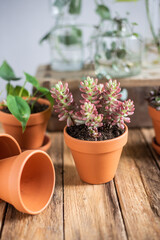 Sukkulente Sedum Rubrotinctum  im Blumentopf, rot grüne Fetthenne, Zimmerpflanze im Tontopf