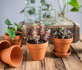 Sukkulente Sedum Rubrotinctum  im Blumentopf, rot grüne Fetthenne, Zimmerpflanze im Tontopf