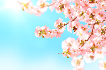 Horizontal banner with Japanese Quince flowers (Chaenomeles japonica) of pink color on sunny backdrop
