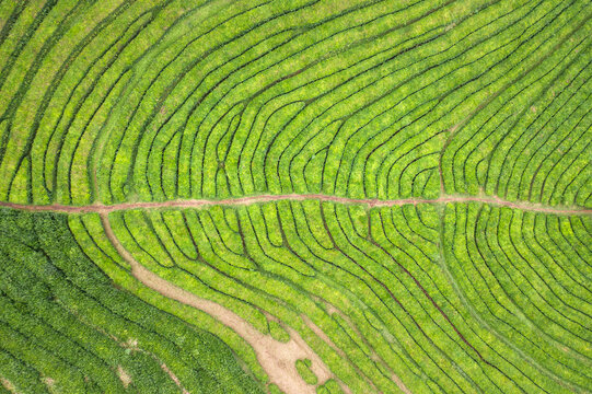 Aerial view of agricultural field terrace near Maia, Azores Islands, Portugal.