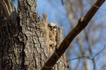 Great horned owl. The young owlets on the nest