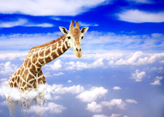 Cute giraffe in the sky. Fantastic scene with huge giraffe coming out of the cloud - obrazy, fototapety, plakaty