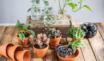 Auswahl verschiedener Zimmerpflanzen im Blumentopf, Sukkulente und Efeutute cutting in Glasvase