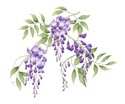 Vector illustration of a branch of wisteria with green leaves. Great for decorating cards, invitations, etc.