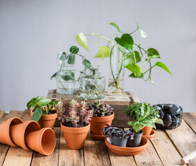 Auswahl verschiedener Zimmerpflanzen im Blumentopf, Sukkulente und Efeutute cutting in Glasvase