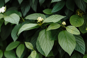 Obraz premium A bush with green leaves and white berries. snowberry