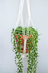 Handgefertigte Makramee Blumenampel für Zimmerpflanzen, String of Pearls, Senecio Rowleyanus,...