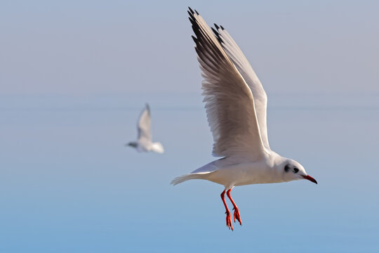Two seagull bird fly over the blue water to fishing; color wildlife photo for decoration poster or wallpaper.