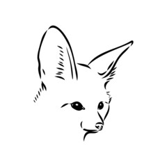 Vector illustration of a young fennec fox walking. fox fenek vector sketch