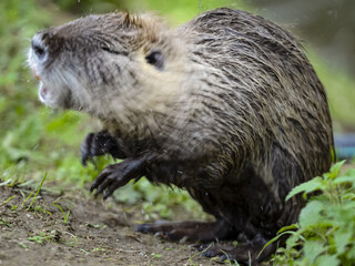 Close-up shot of a Nutria standing on the wet land and trying to scream.