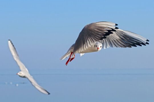 Two seagulls are flying over the blue water to fishing, one is looking into the camera; color wildlife photo for decoration poster or wallpaper.