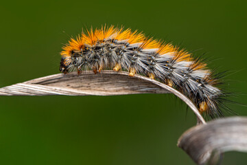 Macro shots, Beautiful nature scene. Close up beautiful caterpillar of butterfly  