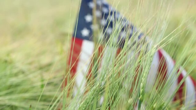 american national flag in wheat green gold field outdoors in sunny day, 4th July celebrating, independence day holiday, usa symbol of freedom and national holiday. Stars and Stripes flag in rye field 