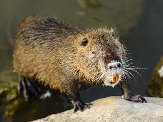 Close-up shot of a cute Nutria leaning on a stone and enjoying sunlight.