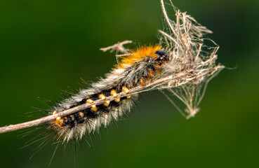 Macro shots, Beautiful nature scene. Close up beautiful caterpillar of butterfly  