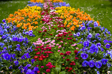 A beautiful flower bed in a summer park. colorful summer flowers