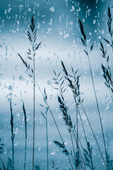 raindrops and flowers in rainy days in spring season