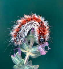 Macro shots, Beautiful nature scene. Close up beautiful caterpillar of butterfly  