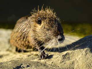 Close-up shot of a cute Nutria leaning on a stone and enjoying sunlight.