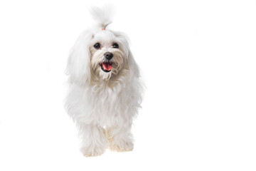 Beautiful and cute white bichon maltese dog over isolated background. Studio shoot of purebreed bichon puppy.