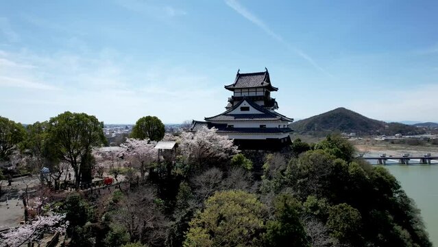 桜満開の春の犬山城のドローン空撮映像