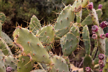 cactus in the garden