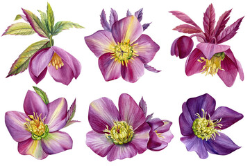Watercolor flower set, hand painted floral illustration isolated on white background. Hellebores flowers