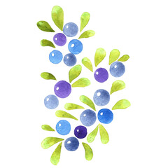 Blueberry watercolor for decoration on fruit , healthy food, and nature concept.