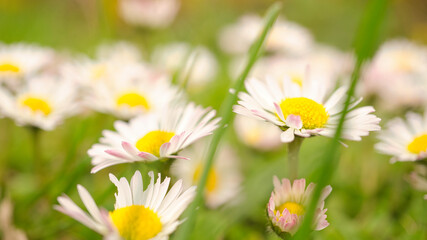 Fototapeta na wymiar Daisy field with much bokeh on a meadow. Many flowers in ground view .