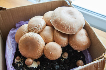 growing mushrooms champignon at home