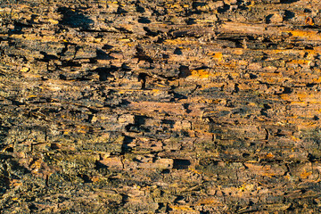 Natural wood texture background. Colored abstract wallpaper, copy space.