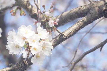 桜