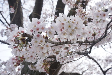 Obraz premium 桜