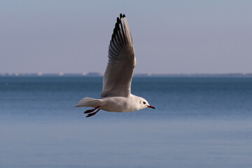 Seagull bird flying over the blue sea. Color wildlife photo. 