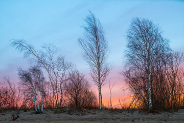 Naked trees with sunset sky in background. Beautiful nature.