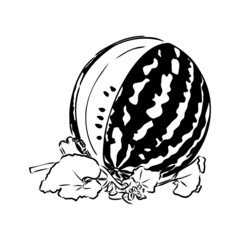 Hand drawn vector illustration - watermelon . Design elements in sketch style watermelon vector sketch