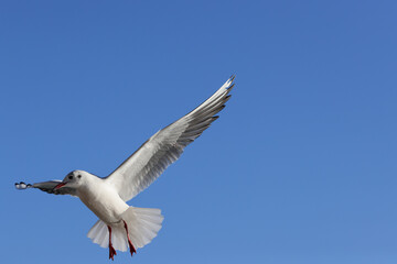 Seagull bird (larus) flying in front of the blue sky. Color wildlife photo with big empty space for text. No2.