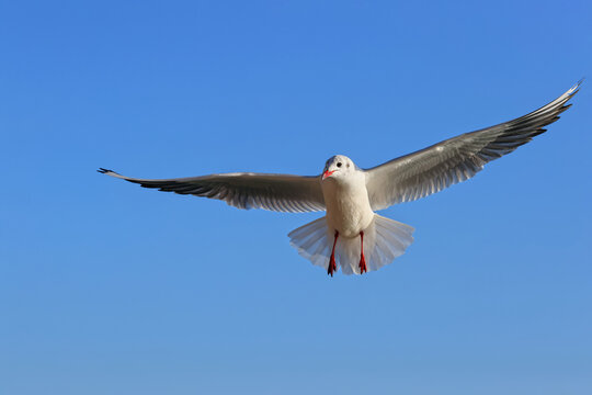 Seagull bird (larus, laridae) flying in front of the isolated blue sky. High resolution colour wildlife photo with big empty space for text. 
