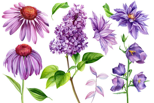 Set of bluebell, echinacea, clematis and lilac flower. Watercolor illustration. Isolated flowers on white background.