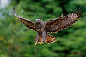 Common Buzzard (Buteo buteo) flying in the forest of Noord Brabant in the Netherlands searching for...