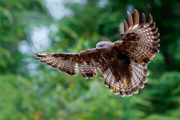 Common Buzzard (Buteo buteo) flying in the forest of Noord Brabant in the Netherlands searching for food. Green forest background.