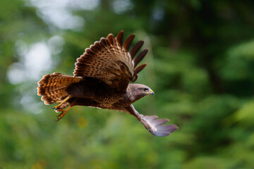 Common Buzzard (Buteo buteo) flying in the forest of Noord Brabant in the Netherlands searching for food. Green forest background.