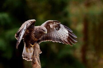 Common Buzzard (Buteo buteo) flying in the forest of Noord Brabant in the Netherlands searching for...