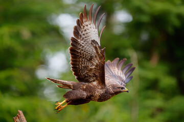 Common Buzzard (Buteo buteo) flying in the forest of Noord Brabant in the Netherlands searching for food. Green forest background.